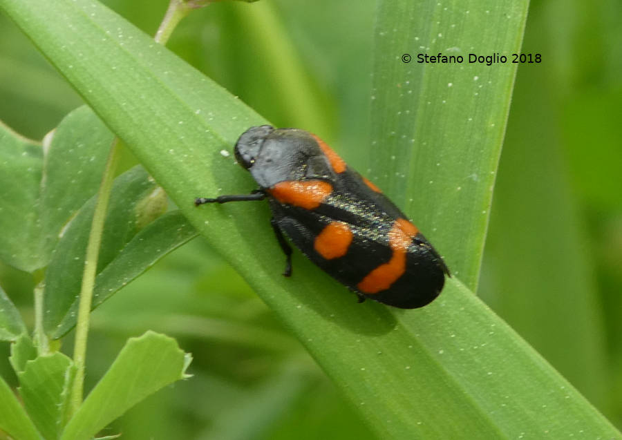 Cercopis sp. (da identificare, se possibile...)